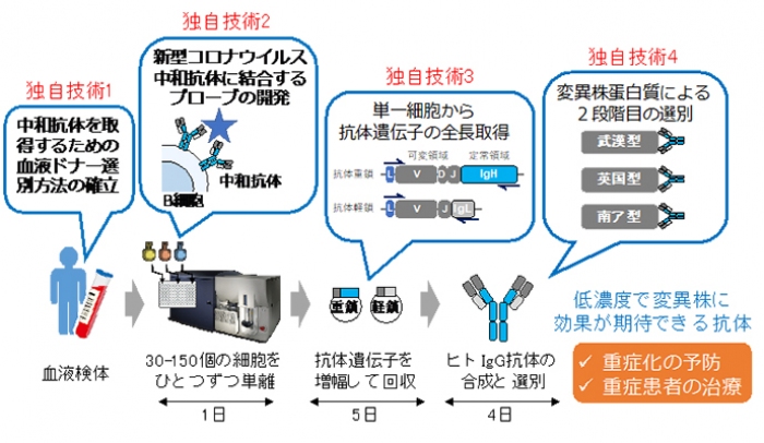 中和抗体の取得工程（画像:京都大学の報道発表資料より）