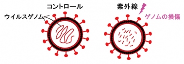 波長253.7nmの紫外線照射によるウイルスRNA損傷を示す概念図（画像: 理化学研究所報道発表資料より）