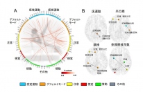 研究で明らかになった世界クラスの日本人体操競技選手の脳の特徴（順天堂大学の発表資料より）