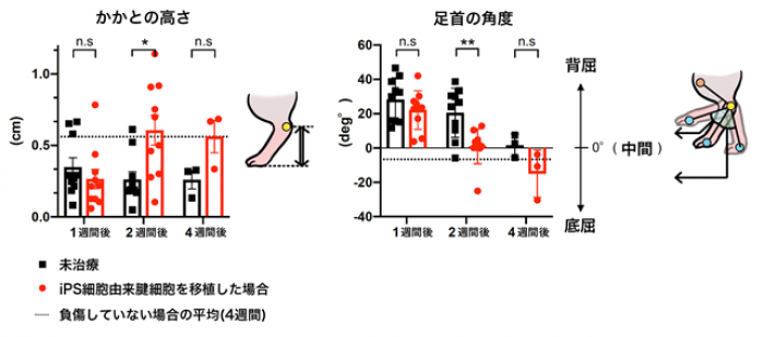 移植後のラットの運動学的評価（日本医療研究開発機構の発表資料より）