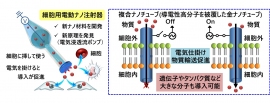 今回の研究の概要（画像:早稲田大学報道発表資料より）