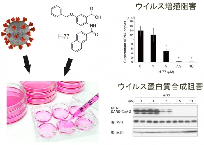 新型コロナの増殖には、細胞側に存在するプロリン異性化酵素「Pin1」が必須であることが判明した。広島大のPin1発現抑制の実験の概要。（広島大学の発表資料より）