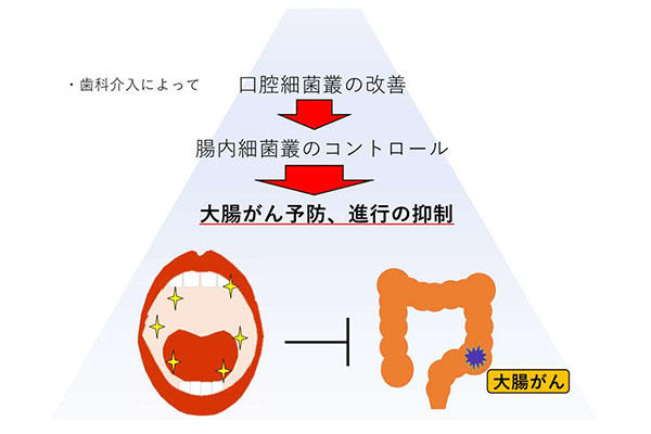 研究結果からの今後の展望（画像: 鹿児島大学の発表資料より）