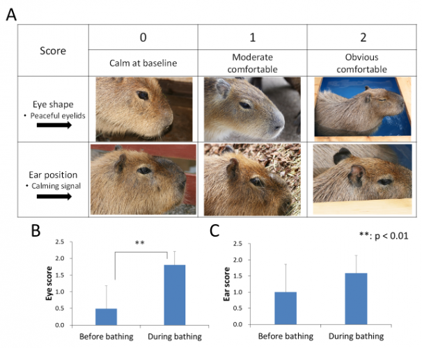 温泉入浴前後のカピバラの表情・行動の比較
　A. カピバラの寛ぎ状態（リラクゼーション効果）のスコア化。眼と耳の状態で評価。
　B. 目の評価。温泉入浴後にリラクゼーション効果が増している。
　C. 耳の評価。温泉入浴後にリラクゼーション効果が増す傾向にある。