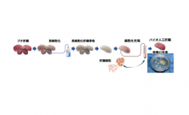 バイオ人工肝臓の作製方法（画像: 慶應義塾大学の発表資料より）