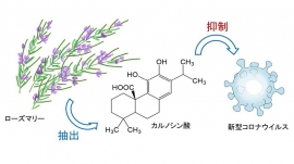ローズマリーとカルノシン酸(CA)の化学構造（画像: 東京工科大学の発表資料より）