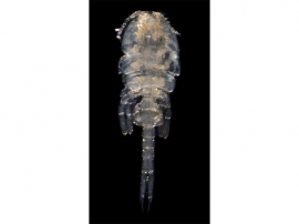 オシリカジリムシの雌成体。体長は約1.3 mm である。（画像: 鹿児島大学の発表資料より。提供：上野准教授）