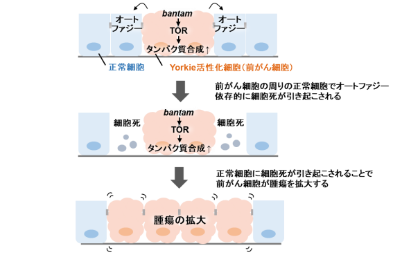 がん促進タンパク質Yorkieの活性化細胞が腫瘍を拡大する仕組み。（画像: 京都大学の発表資料より）