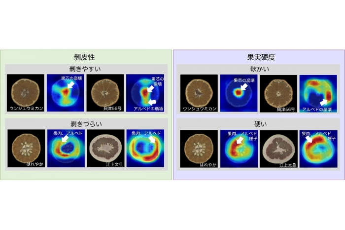 深層学習による剥皮の難易もしくは果実の硬軟の分類と、分類に寄与した特徴の可視化（画像: 東京大学の発表資料より）