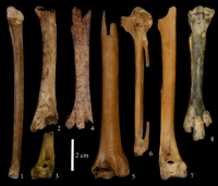 田螺山遺跡で確認されたガン類の幼鳥（1-4）と在地性の成鳥（5-8）の骨。（画像：北海道大学の発表資料より）