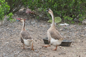 現代のシナガチョウ。（画像：北海道大学の発表資料より）