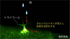 植物の表面にあるトライコームが雨を認識して免疫を活性化するイメージ。（画像:名古屋大学報道発表資料より）