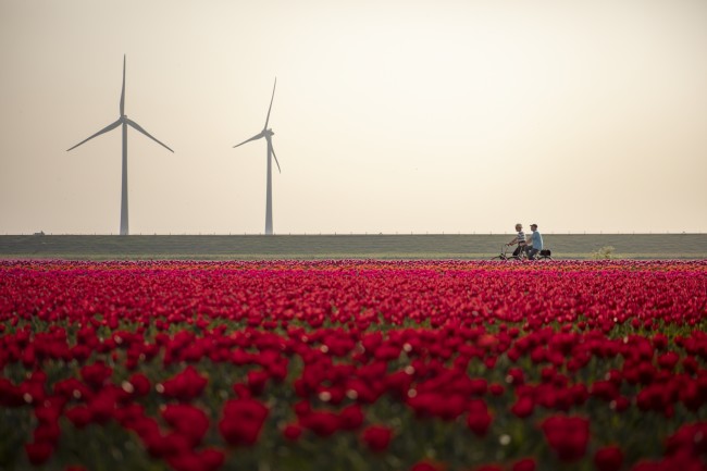 Photo:欧州最先端をゆくオランダの風力発電風景（画像提供：Netherlands Board of Tourism and Conventions）