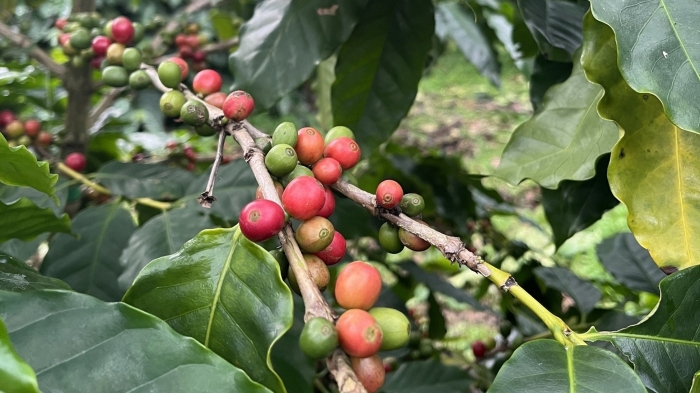 沖縄で栽培されたコーヒーの実（画像：ネスレ日本の発表資料より）