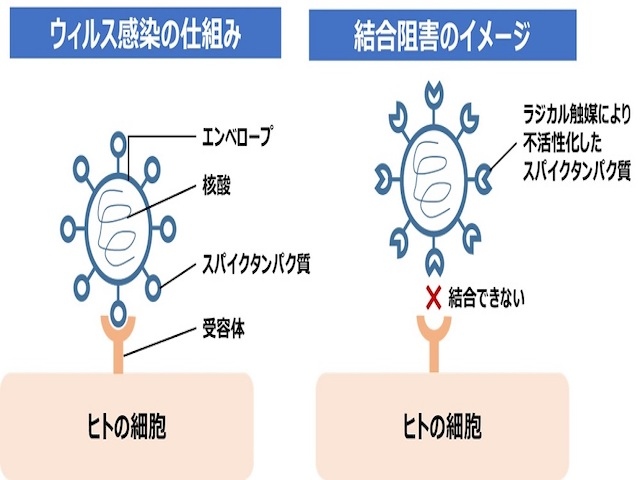 日産の技術や知見と東北大学薬学研究科などが有する医薬品開発技術を活用し、ウイルス不活性化への応用技術を開発したウイルス感染の仕組みと結合阻害のイメージ