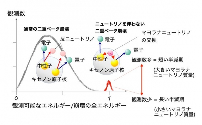 通常の2重ベータ崩壊とニュートリノを伴わない二重ベータ崩壊の違い。後者の現象が確認されればマヨラナニュートリノの存在が確実となる。（画像: 東北大学の発表資料より）