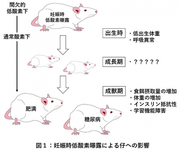 今回の研究の概要（画像: 東京医科大学の発表資料より）