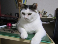 Photo:先輩S氏の家族の一員である“愛猫”「福ちゃん」（画像提供 Y.Sato）