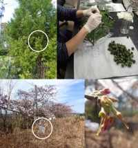 調査を行ったスギの母樹の枝（上段左・白丸）から採取した球果（上段右）。人工交配中の「ソメイヨシノ」の枝（下段左・白丸）と人工交配のために雄しべを取り除いた「ソメイヨシノ」（下段右）。帰還困難区域の調査地で2018年と2019年に撮影されたもの。（画像: 福島大学の発表資料より）