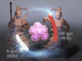 UN（A-gyoとUN-gyoから成る複合細菌）が"阿吽の呼吸"によって癌細胞を倒しているイメージ。（画像: 北陸先端科学技術大学院大学の発表資料より）
