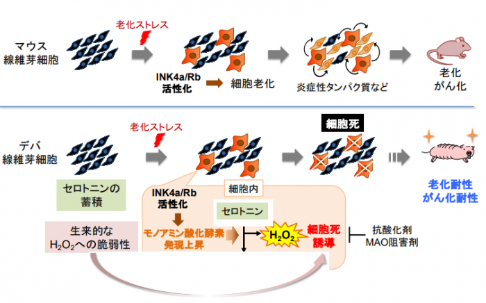 今回の研究の概要（画像:熊本大学の報道発表資料より引用）