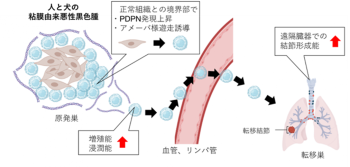 ポドプラニンが転移を促進する仕組み（画像:東北大学報道発表資料より）