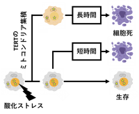 TERTのミトコンドリア集積による細胞死制御モデルの概要（画像: 東京大学の発表資料より）