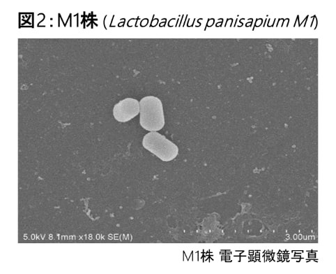 デカン酸と類似した構造を持つデセン酸をデカン酸に変換する女王蜂由来乳酸菌(M1)を世界で初めて発見した