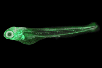 顔面をつくる細胞が緑色に蛍光するゼブラフィッシュ胚（画像: 東京大学の発表資料より）
