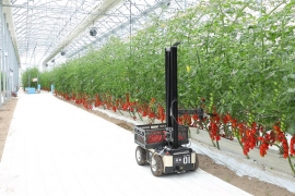 自社農場で収穫するロボット（画像：トクイテンの発表資料より）