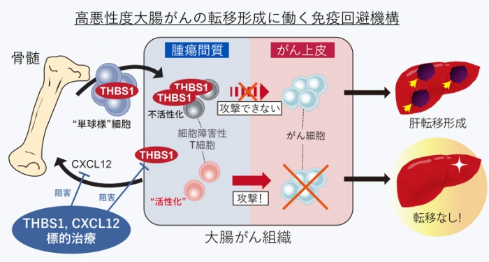 今回の研究の概要（画像: 京都大学の報道発表資料より）