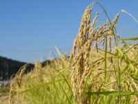 酒米は、普段食べている一般的な米と違い、美味しい日本酒を造るためにだけに品種改良を重ねられた特別な米