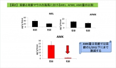 若齢と老齢マウスの海馬におけるMEL、AFMK、AMK量の比較。（画像: 立教大学の発表資料より）