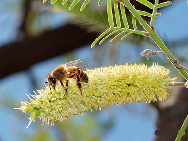 豚肉や蜂蜜など、自分に合った食材を積極的に取り入れて、今年の夏も元気で乗り切りたい