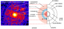 1181年の超新星爆発残骸の多波長観測画像（左図）と今回の研究の模式図（右図）の比較（画像: 東京大学の発表資料より）