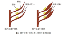 鱗片が薄い球果と厚い球果の模式縦断面（画像: 北海道大学の発表資料より）