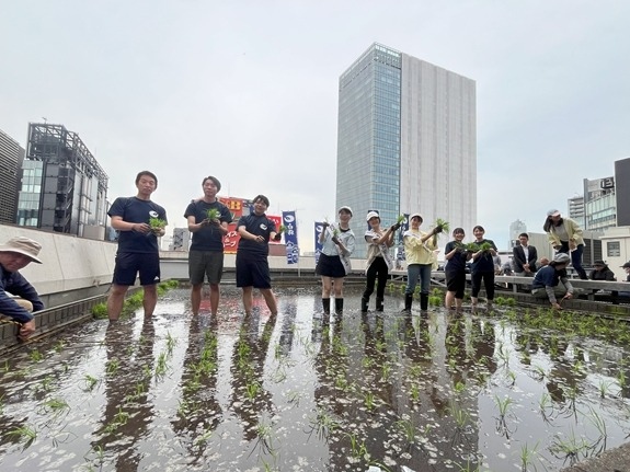 白鶴銀座天空農園で収穫した「白鶴錦」のみで仕込んだ酒を製造している