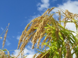 酒造好適米を自社で栽培・管理することで、高品質な酒米の安定確保と、目指す酒質に最適な米作りを追求できる 酒造好適米を自社で栽培・管理することで、高品質な酒米の安定確保と、目指す酒質に最適な米作りを追求できる