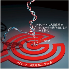 ヒータ内蔵型ナノポアを用いた局所熱によるDNAの一本鎖化とその場1分子検出の様子を表した図（画像: 東京大学の発表資料より）