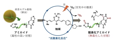 光と小さな触媒分子により、世界で初めて動物個体内でアミロイドを無毒化し、病態改善を実現した（画像: 東京大学の発表資料より）