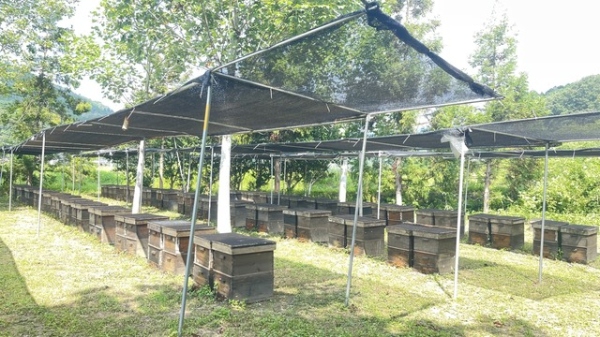 ミツバチの負担を少しでも減らすため、涼しい場所に巣箱を移動させたり、直射日光が当たらないように巣箱の上に断熱材を置いたり、ひさしを設置するなどして対策している