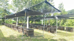 ミツバチの負担を少しでも減らすため、涼しい場所に巣箱を移動させたり、直射日光が当たらないように巣箱の上に断熱材を置いたり、ひさしを設置するなどして対策している