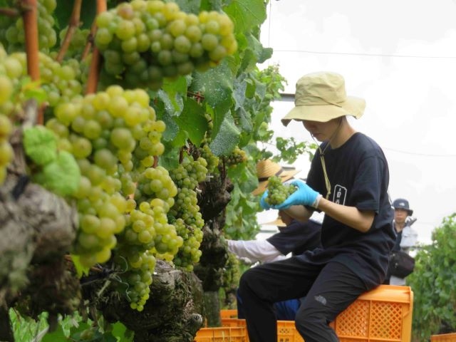 「大量生産」を捨てる老舗の決断。白鶴酒造、神戸ワインに投じる数億円の正体