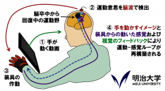 理工学部・小野弓絵准教授と穂翔会村田病院が脳卒中リハビリテーション技術を開発―麻痺した手を動かすために―