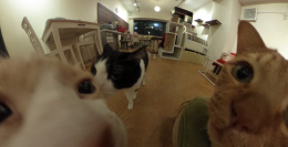 360°猫に囲まれたニャンダフルVR写真　猫好き必見！猫カフェを360°まるごと持ち帰り！？