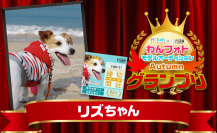 PS保険×PET TIMES『わんフォトモデルオーディション2017 Autumn』応募総数2,770通からジャックラッセルテリアがグランプリ受賞！