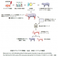 明治大学バイオリソース研究国際インステュテュートが、稀少難治性疾患モデルブタの繁殖・生産・供給システムの開発に成功