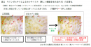 図2　モリンガエキスによるセルサイクル(新しい細胞を生み出す力)の正常化