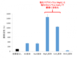 図1. 100 mM 金属塩存在下のSyCS活性。縦軸は、酵素活性の相対値。塩化マグネシウム（MgCl2）と塩化カルシウム（CaCl2）存在下で、SyCSの活性は、顕著に向上します。