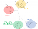 図3. 細菌のCSの分子系統樹。細菌のCSのアミノ酸配列に基づいて作成した分子系統樹です。細菌のCSは、アミノ酸配列の違いで4つのグループに分かれます。SyCSを含むラン藻のCSのアミノ酸配列は、独立したグループに分類されます。